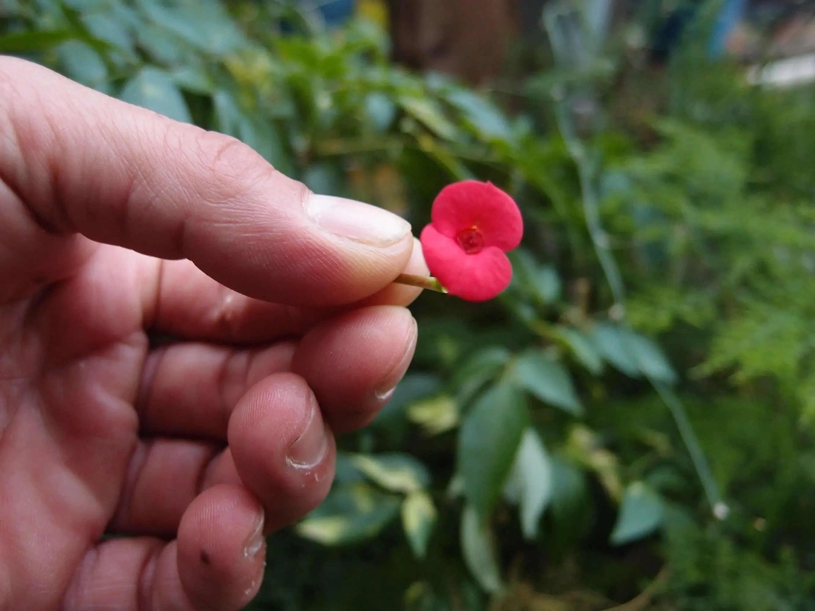 Poppy Brooch. Sterling silver oval brooch handmade with real flowers by Shrieking Violet®