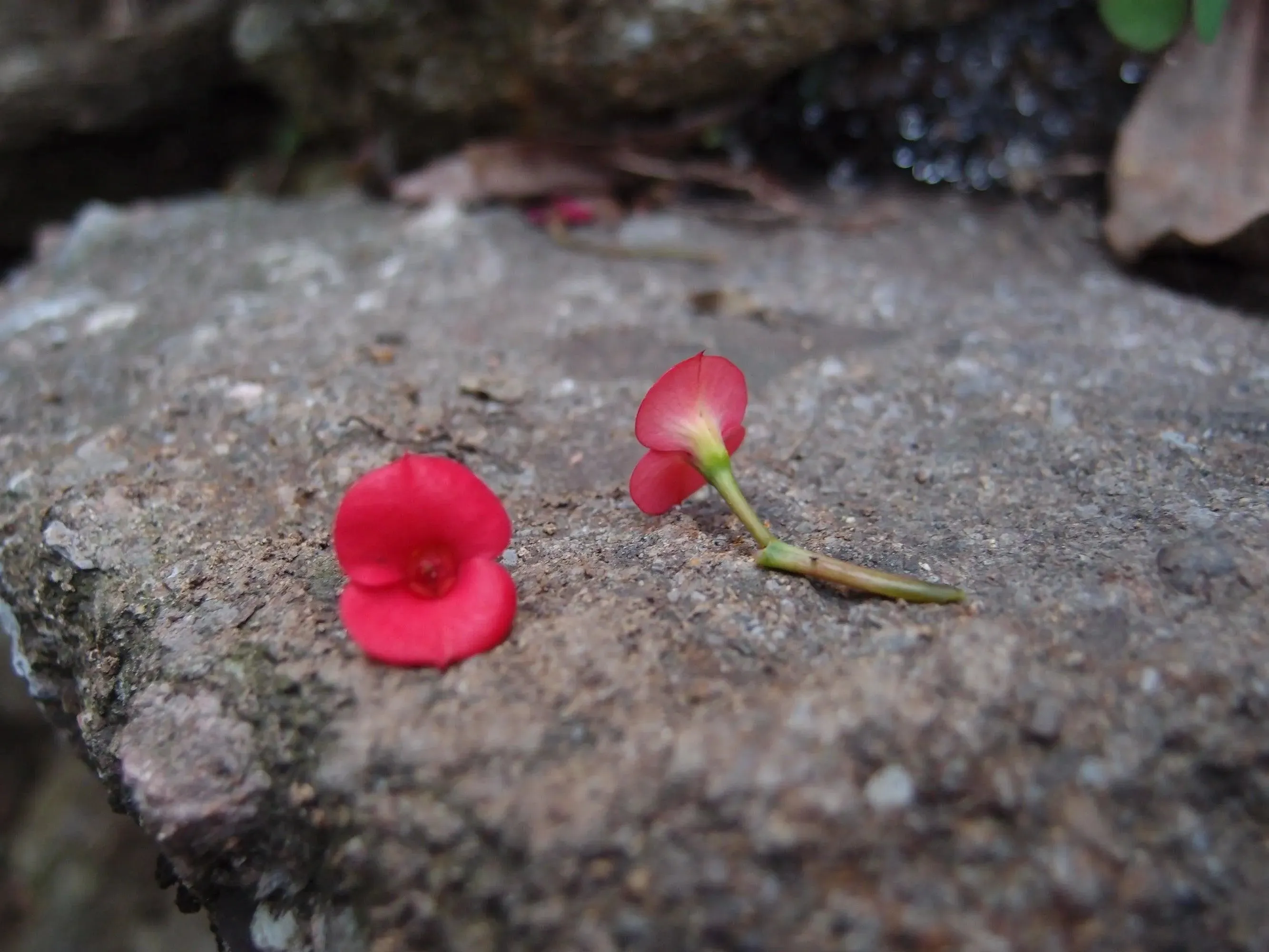 Poppy Brooch. Sterling silver oval brooch handmade with real flowers by Shrieking Violet®