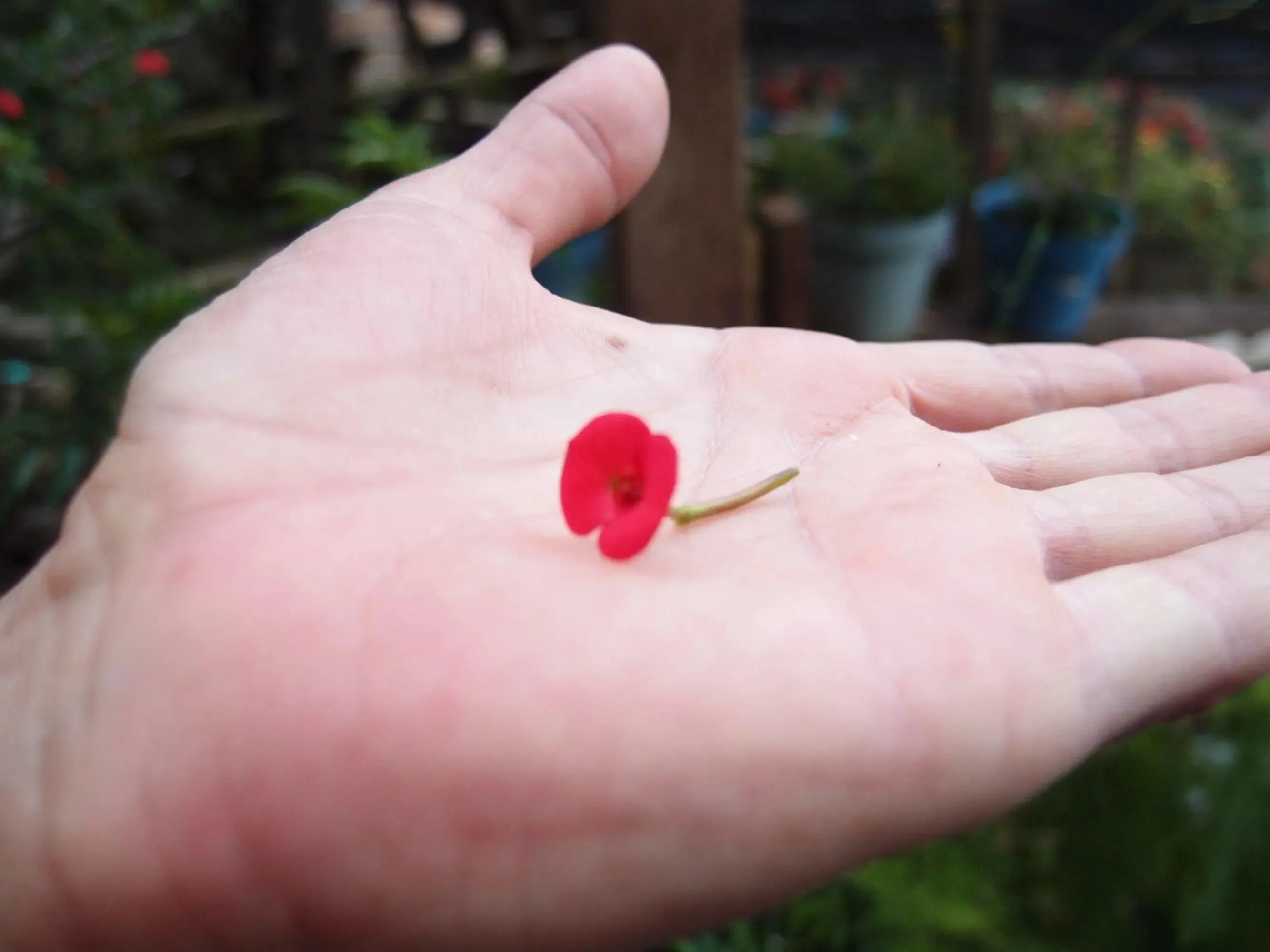 Poppy Brooch. Sterling silver oval brooch handmade with real flowers by Shrieking Violet®